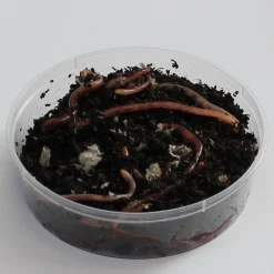 Dendrobena mato mask worm small pieni 35kpl