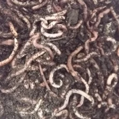 Dendrobena mato keskikoko, noin 75g