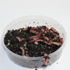 Dendrobena mato mask worm medium keskikoko 25kpl