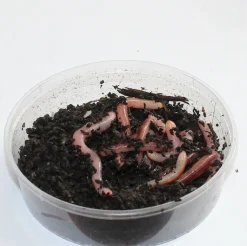 Dendrobena mato mask worm large iso 15kpl