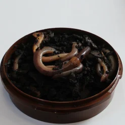 Kastemato Nightcrawlers daggmask yömato 10kpl