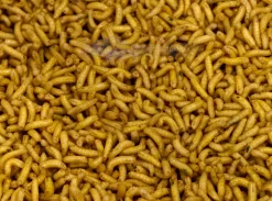 Kärpäsentoukka keltainen yläfemma purkki