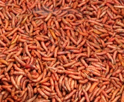 Kärpäsentoukka punainen yläfemma purkki