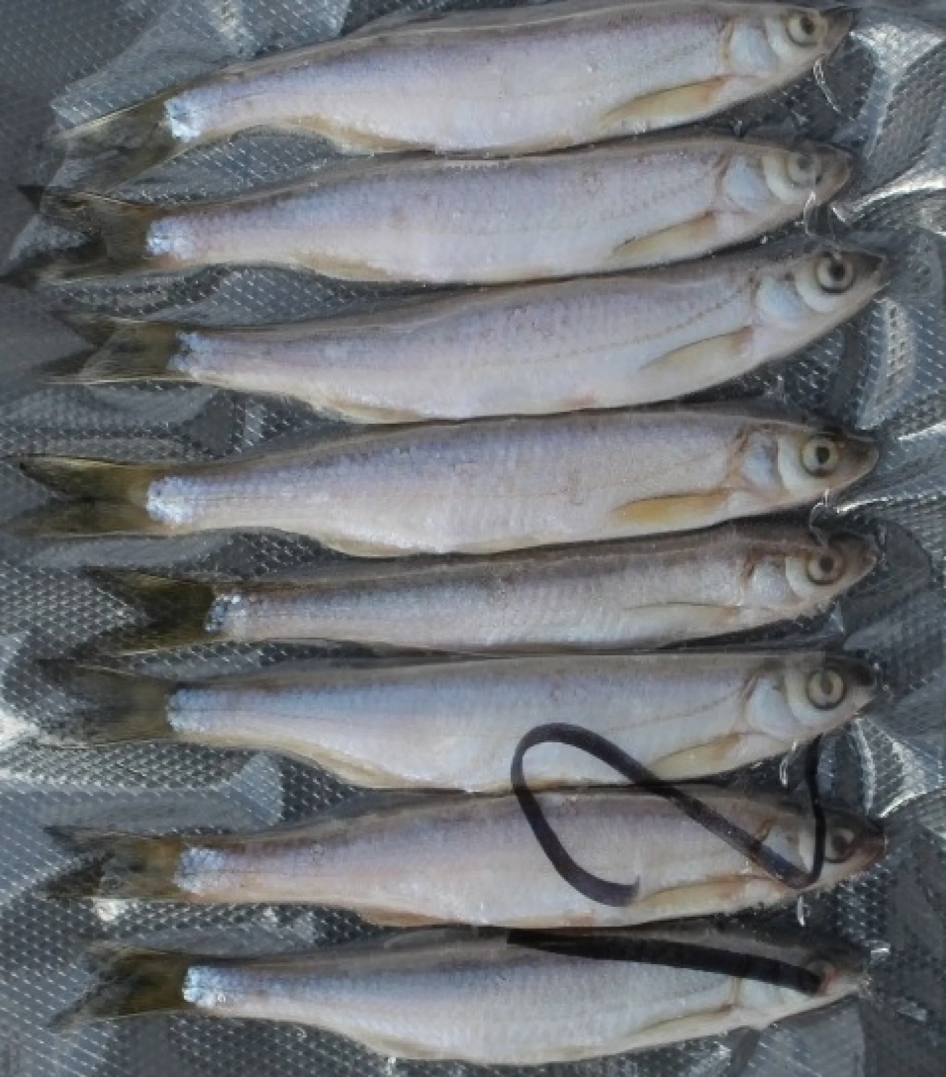 Salakka täkykala pakasteena 7kpl pituus 13cm