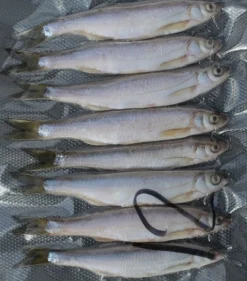 Salakka täkykala pakasteena 6kpl pituus 15cm