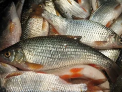 Särki täkykala pakasteena 5kpl