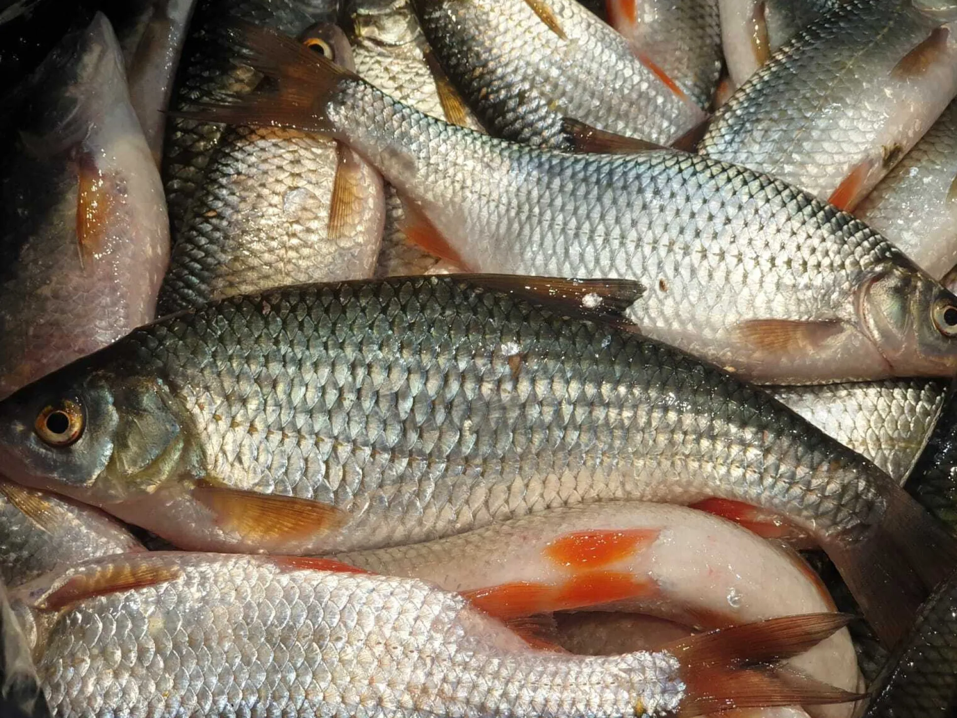 Särki täkykala pakasteena 5kpl